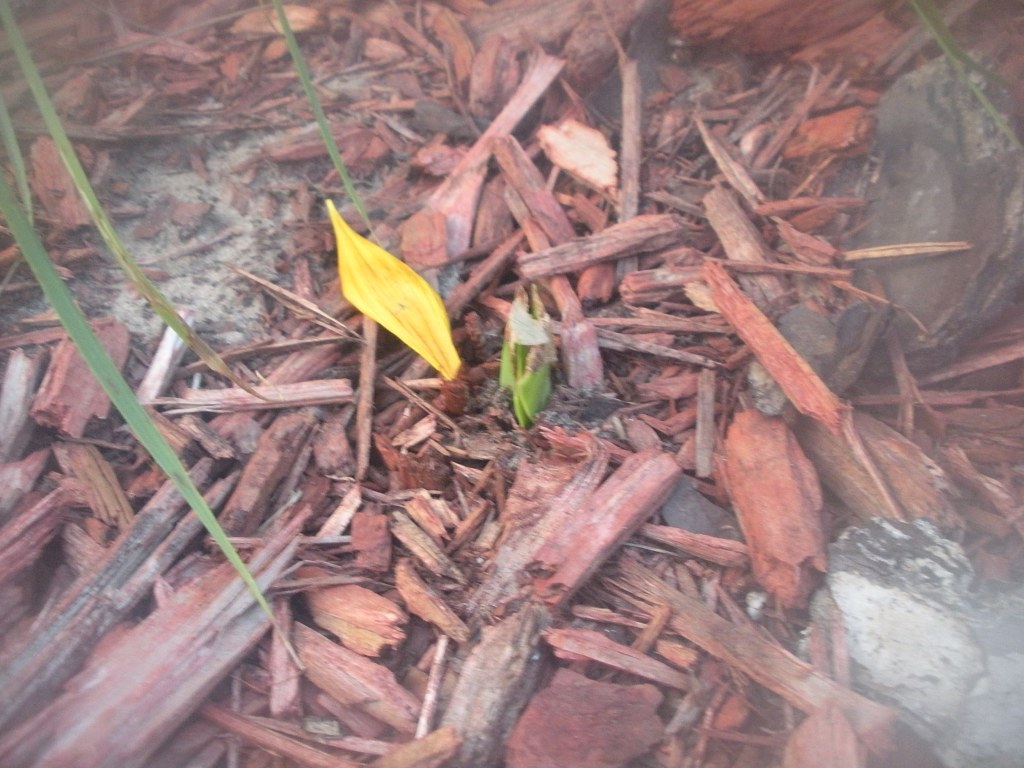 Purvian Daffodil