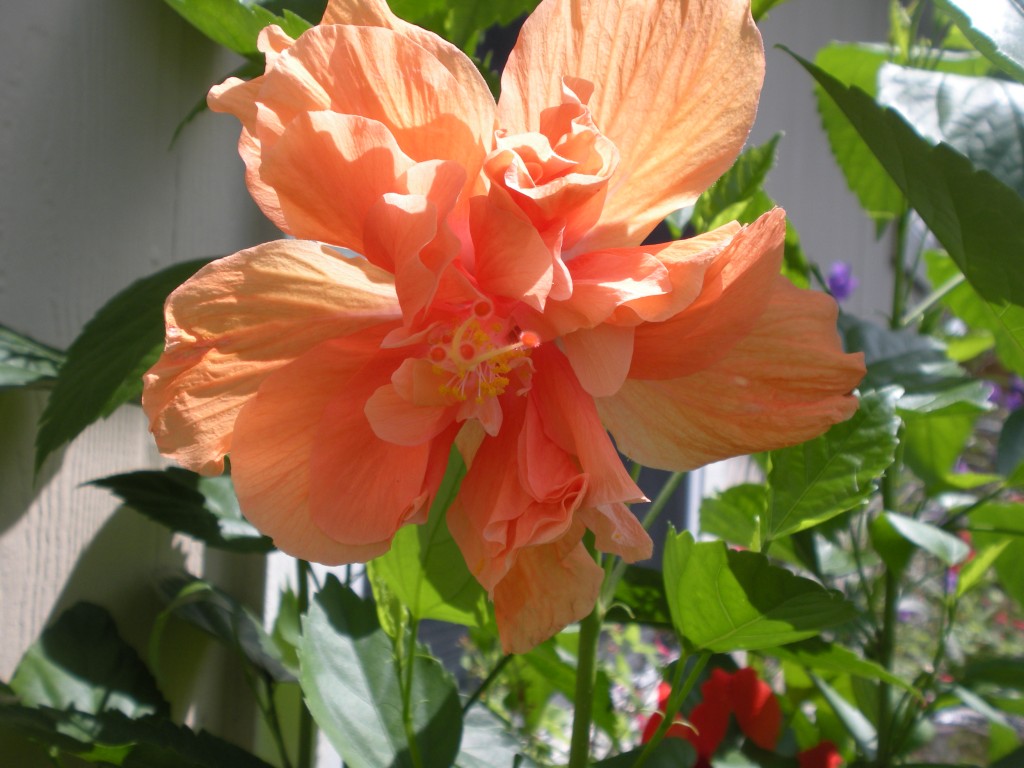 Peach Hibiscus