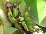 Banana Fruit Growing